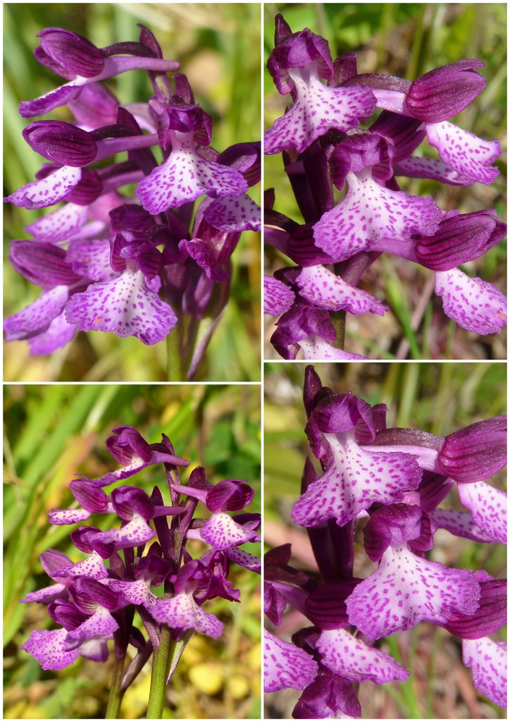 Orchidee in Sardegna, un fine settimana a 78 giri!